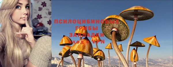 стаф Алзамай